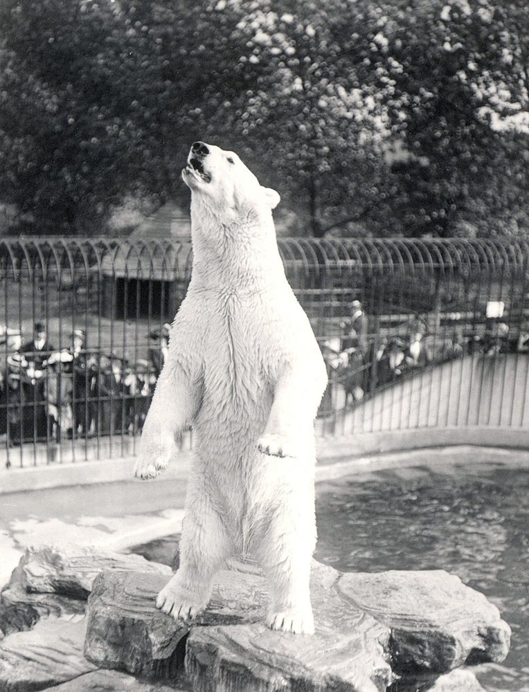Sam the Polar Bear Begging for Food at ZSL London Zoo, 1912